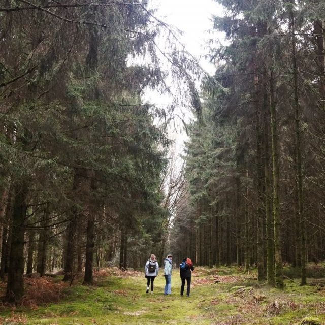 Drei Frauen wandern auf einem Waldweg