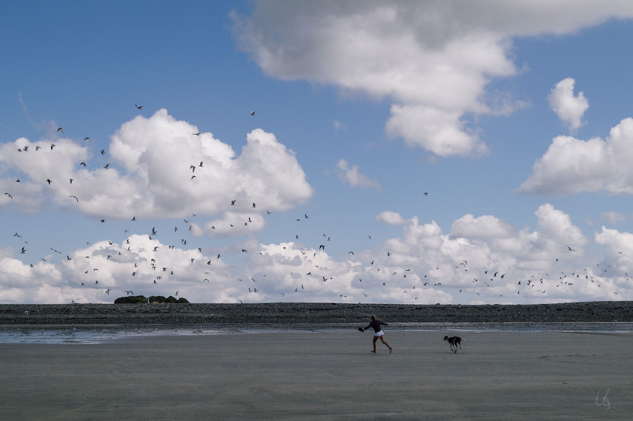 Schwarm Vögel fliegt über den Strand