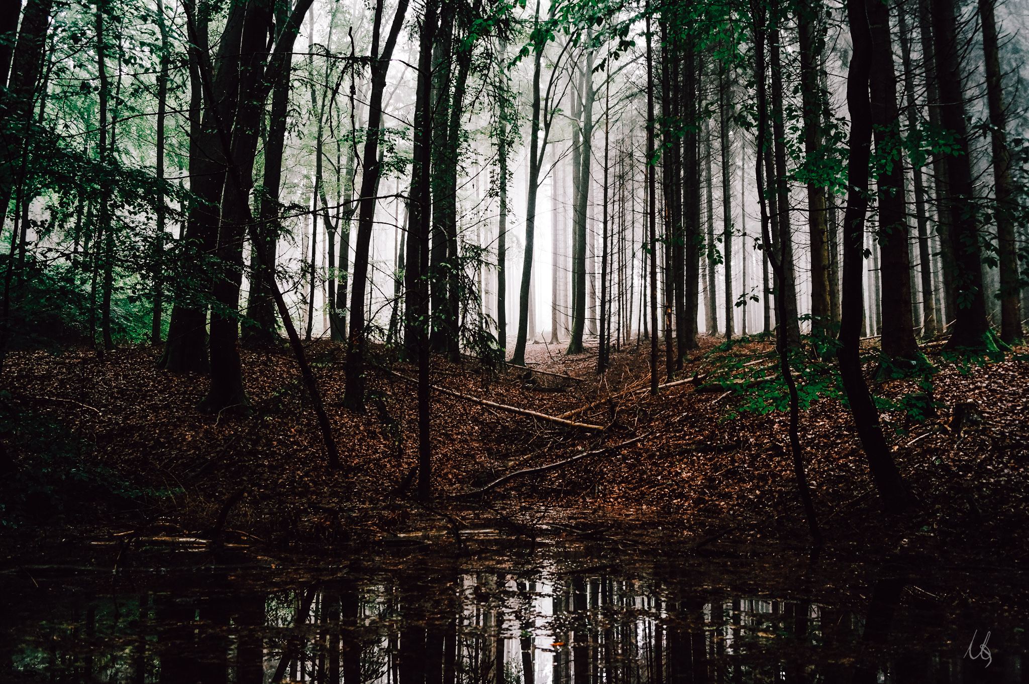 Der Wald reflektiert in einer Pfütze