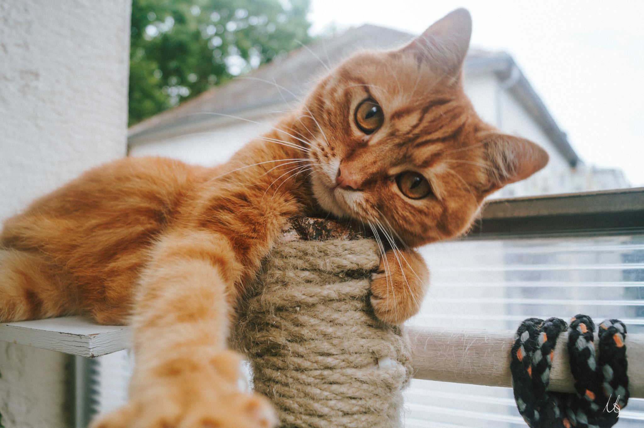 Junger Kater blickt in die Kamera
