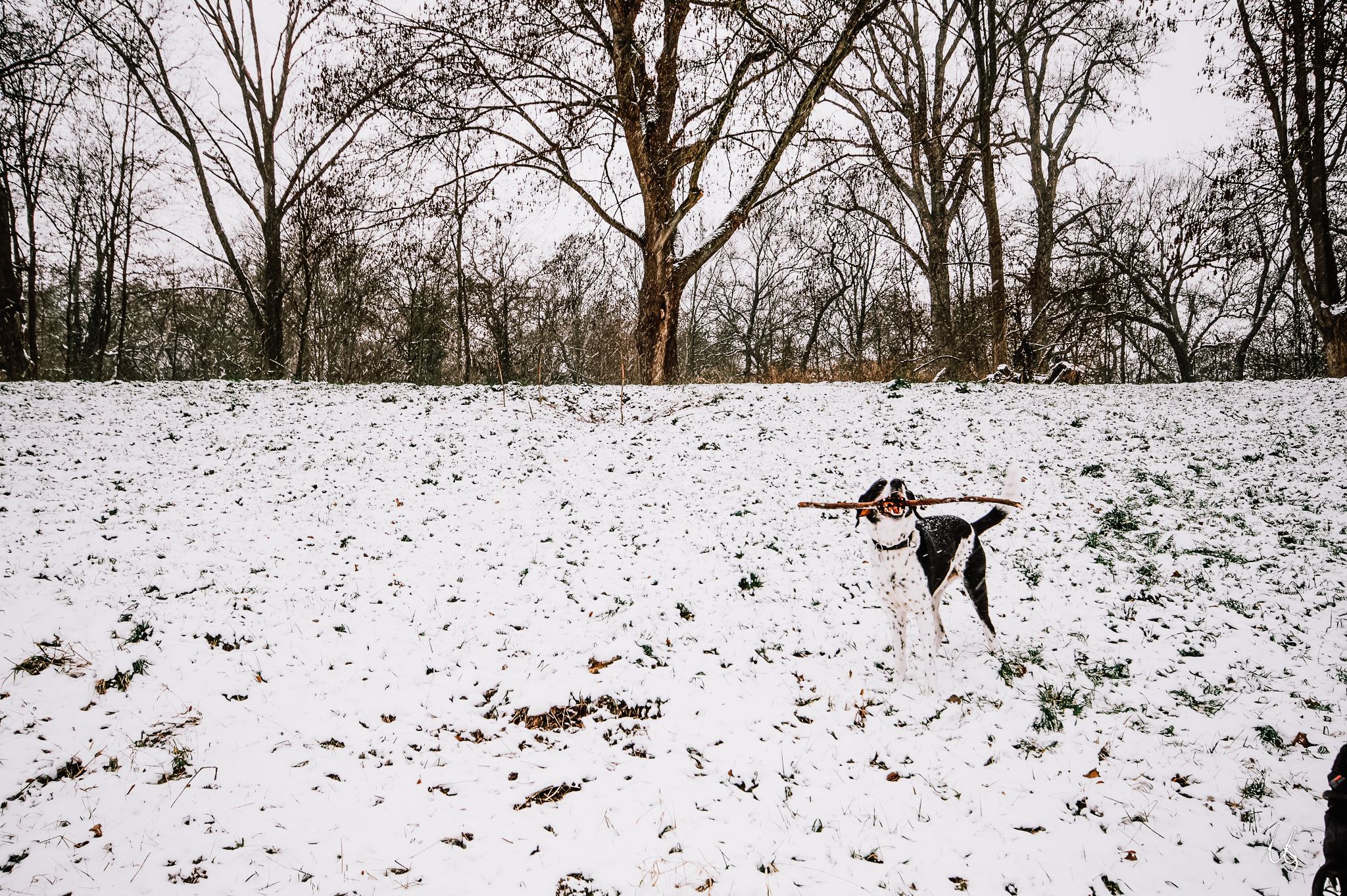 Ein Hund im Schnee mit Ast im Mund