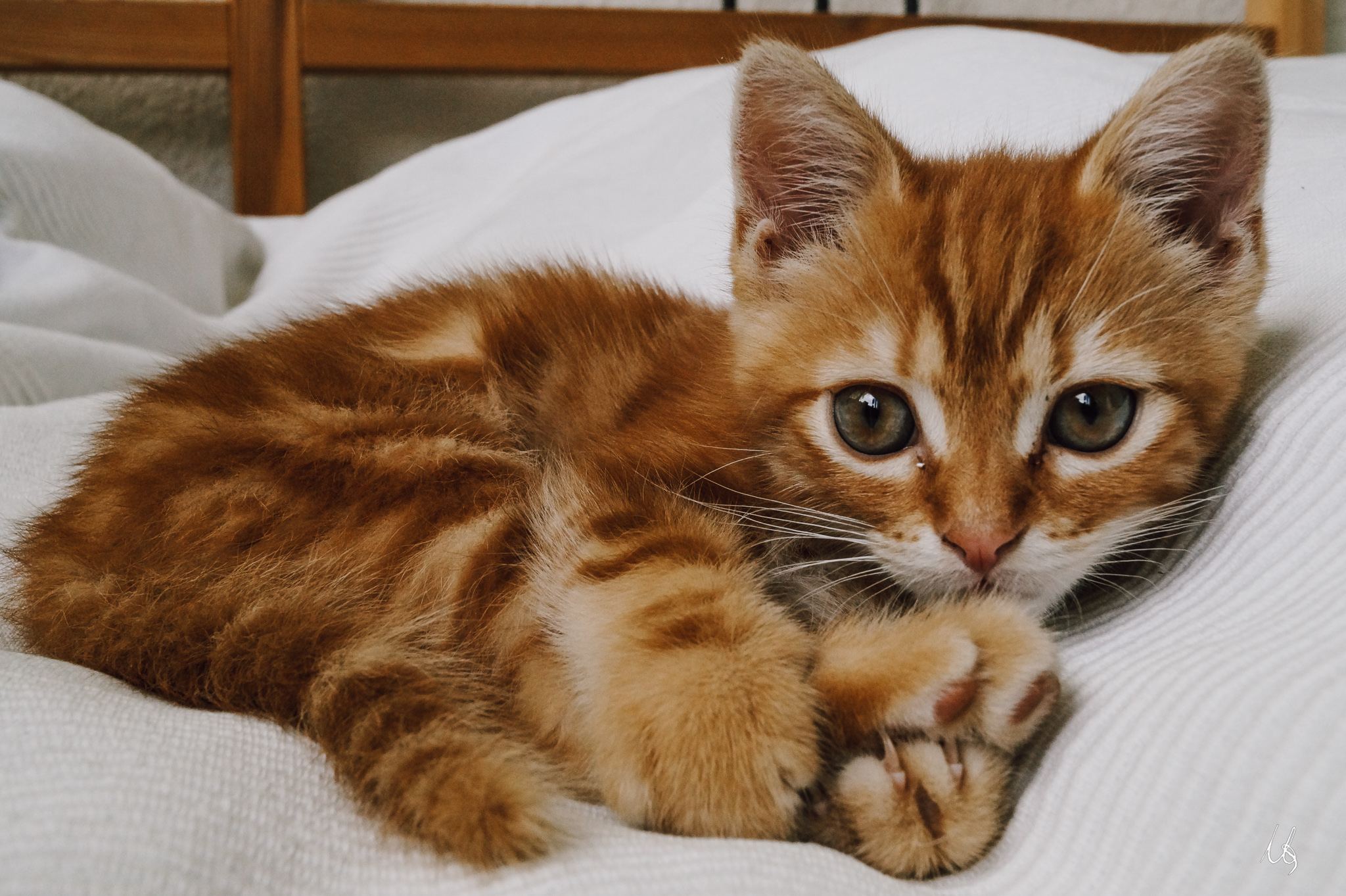 Junger Kater blickt in die Kamera