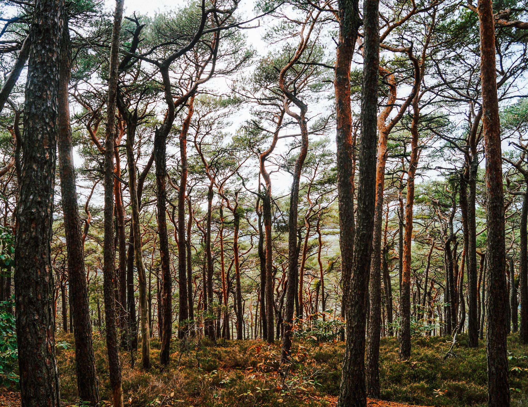 Bäume im Pfälzerwald